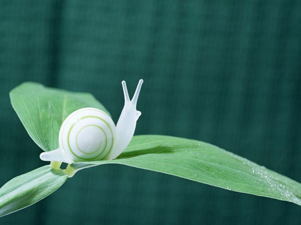 20071231614493852